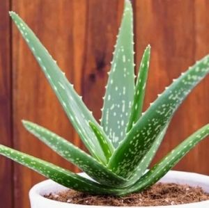 For Sharron Only - Do not buy